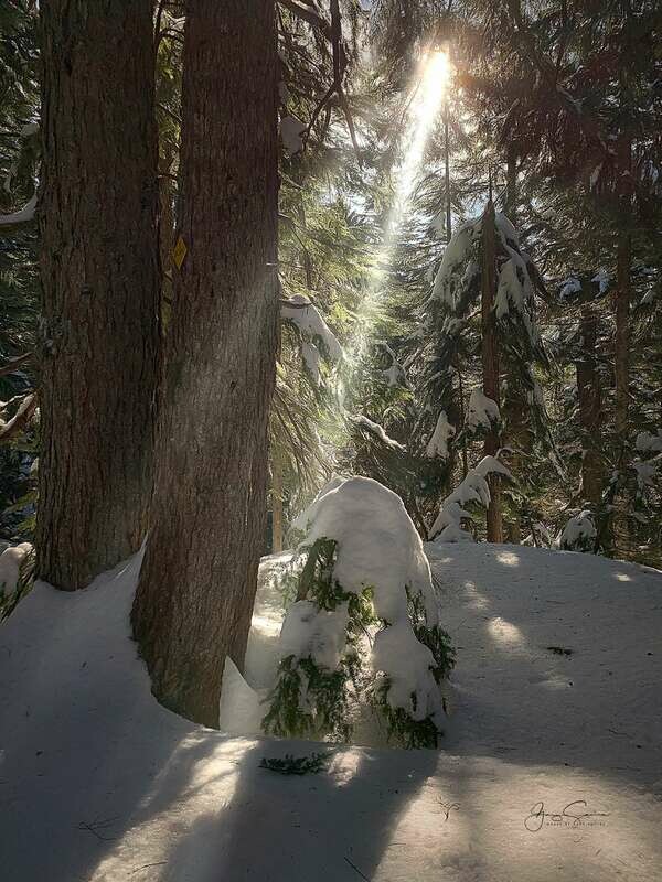 Enchanted Winter Forest