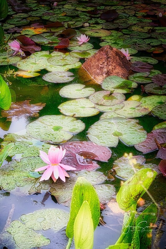 Lily Pond in the Rain
