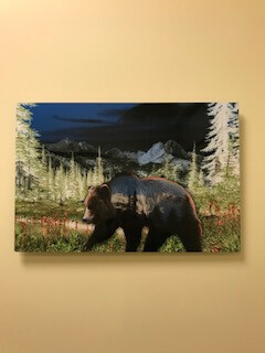 Mountain Grizzly