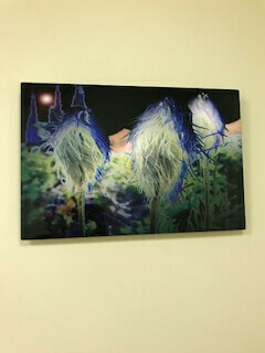 Mountain Flowers