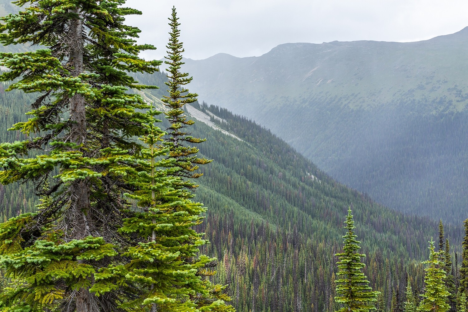 Blowdown-Scudamore Divide, Lillooet Range BC