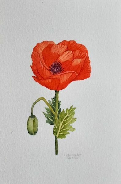 (SOLD)Original Poppy Watercolour Painting