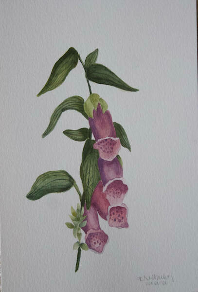 (SOLD)Original Foxgloves Watercolour Painting
