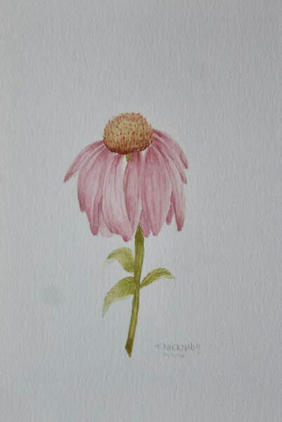 (SOLD)Original Droopy Coneflower Watercolour Painting