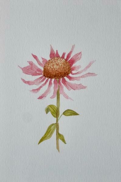 (SOLD)Original Wilted Coneflower Watercolour Painting