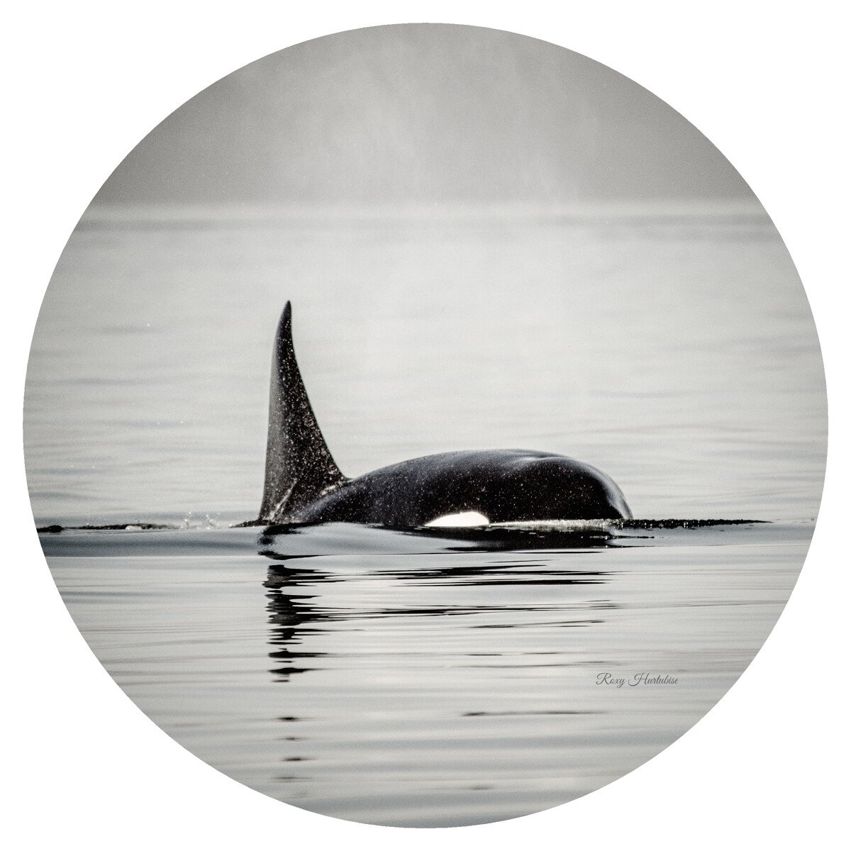 ORCA SPRAY