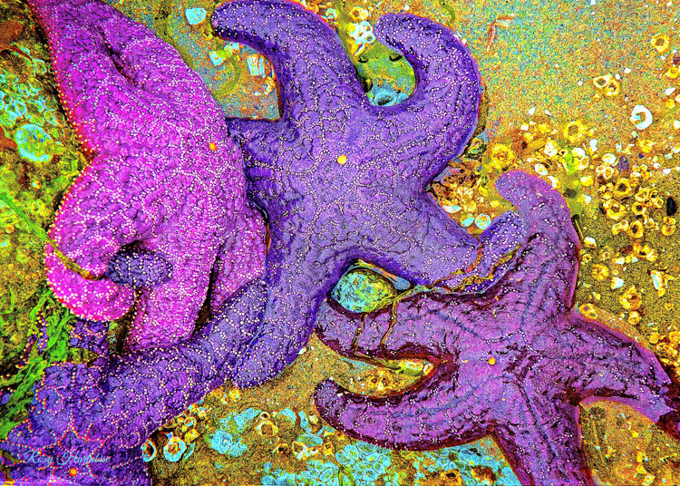 STARFISH CLUSTER