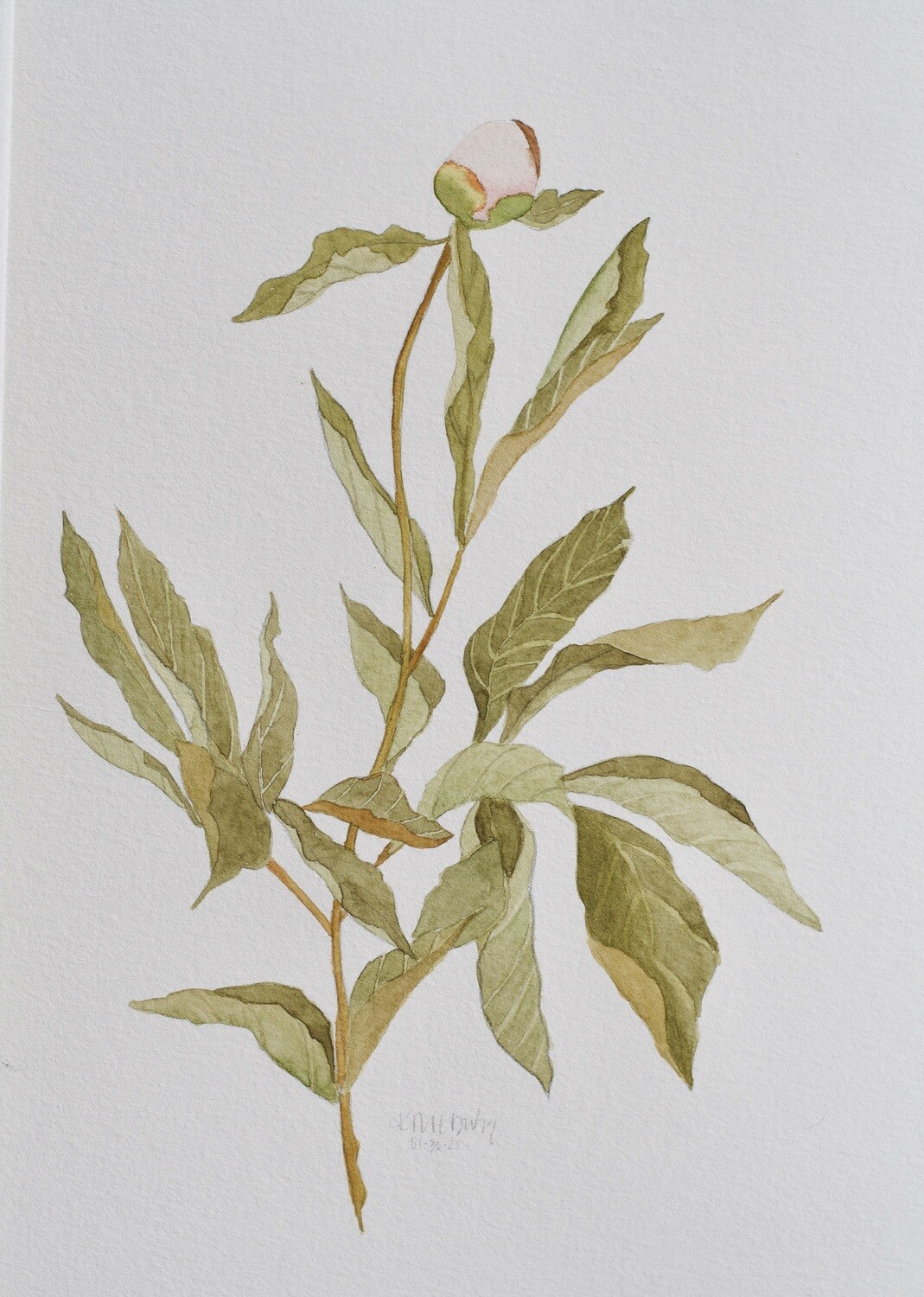Leafy Peony Bud