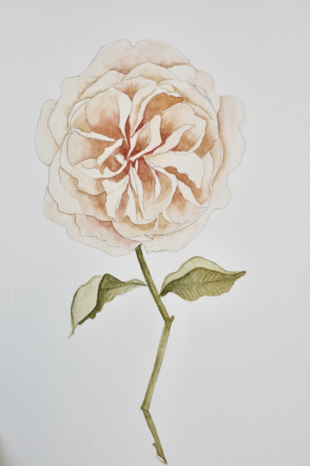 (SOLD)English Rose (Lichfield Angel)