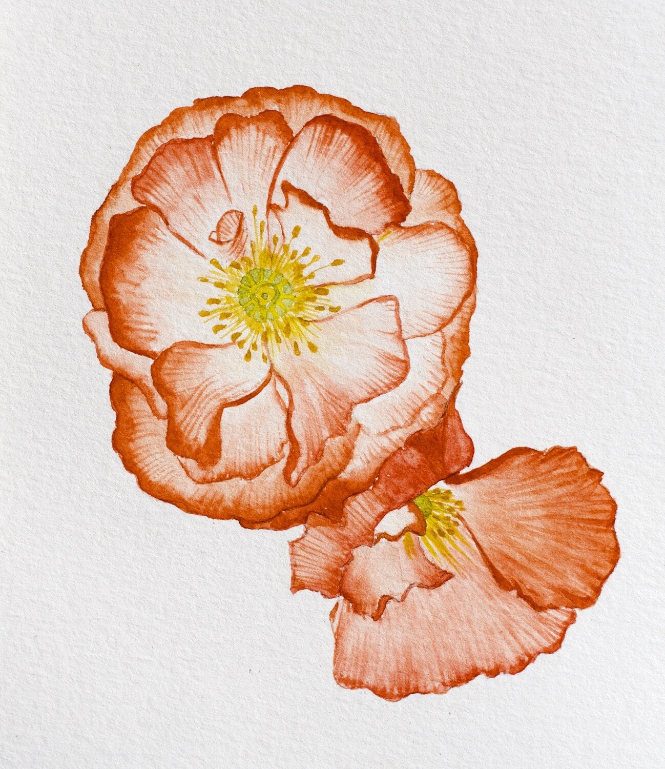 Iceland Poppies