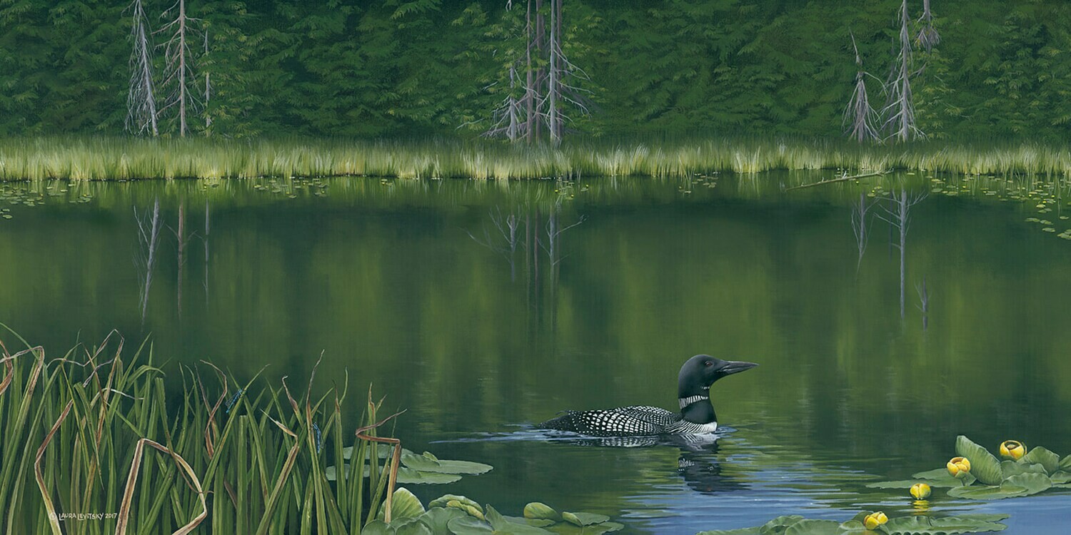 Lonesome Loon