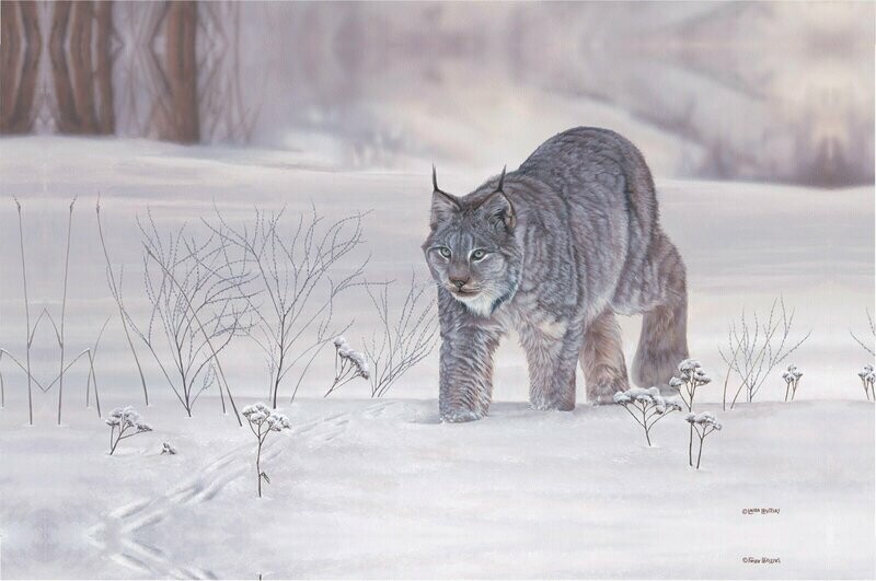 Quiet Pursuit - Lynx