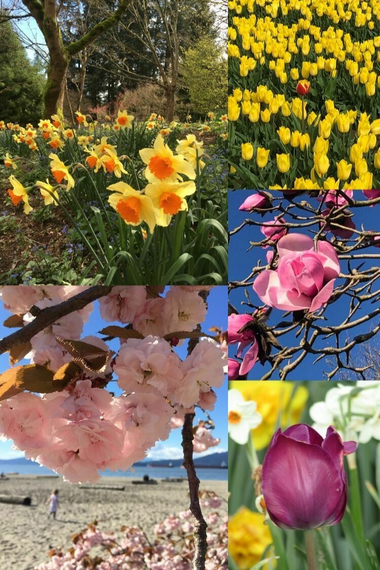 Spring Beauty
