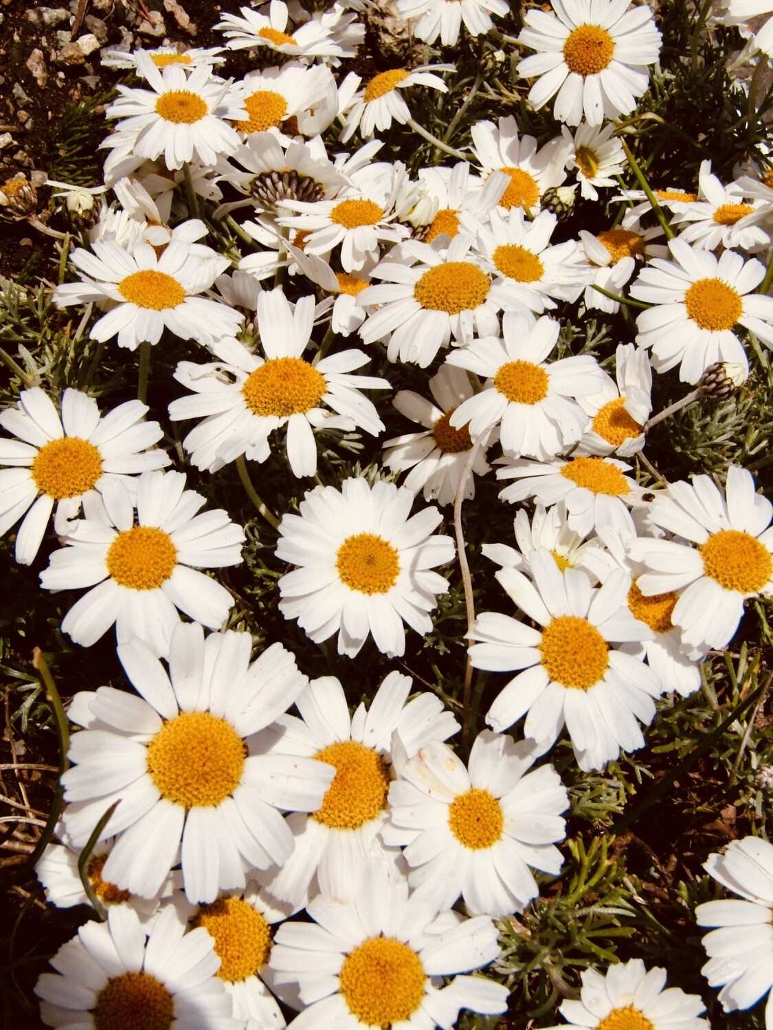Flora