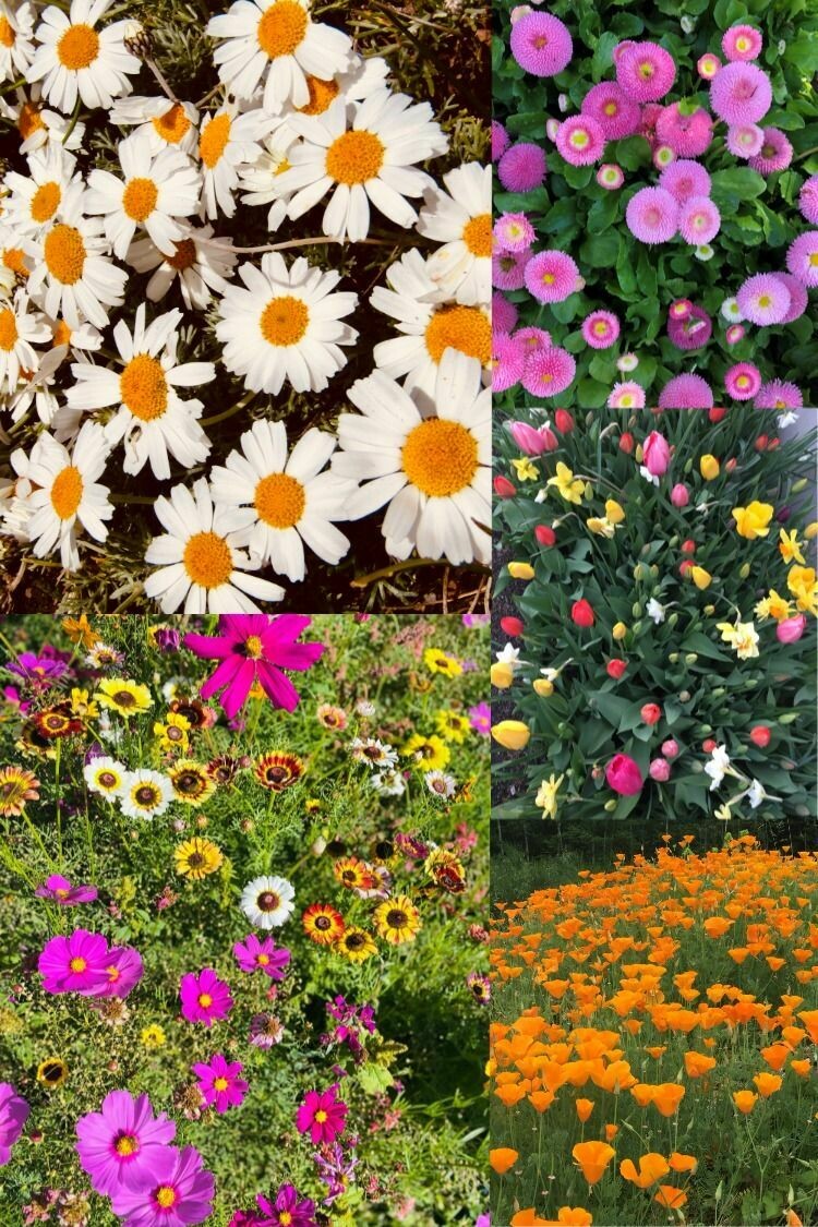 Flora