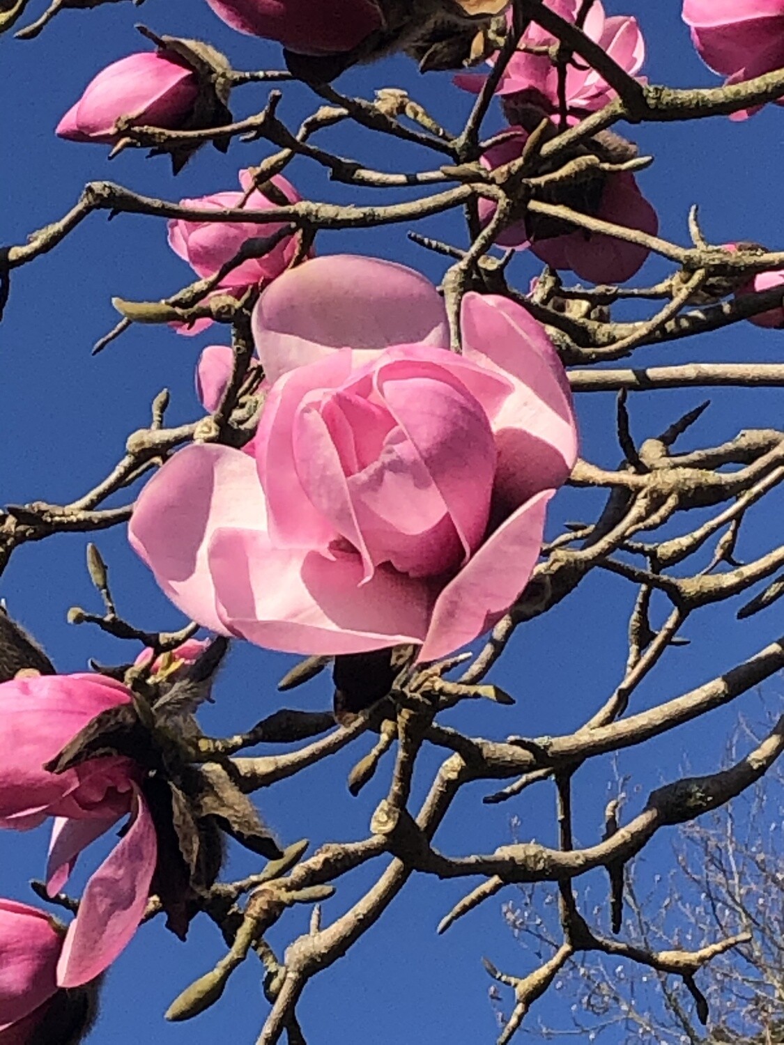 Spring Beauty