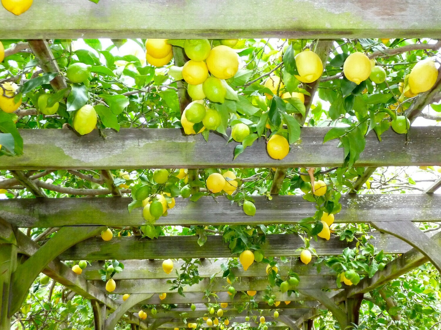Citrus Sunshine