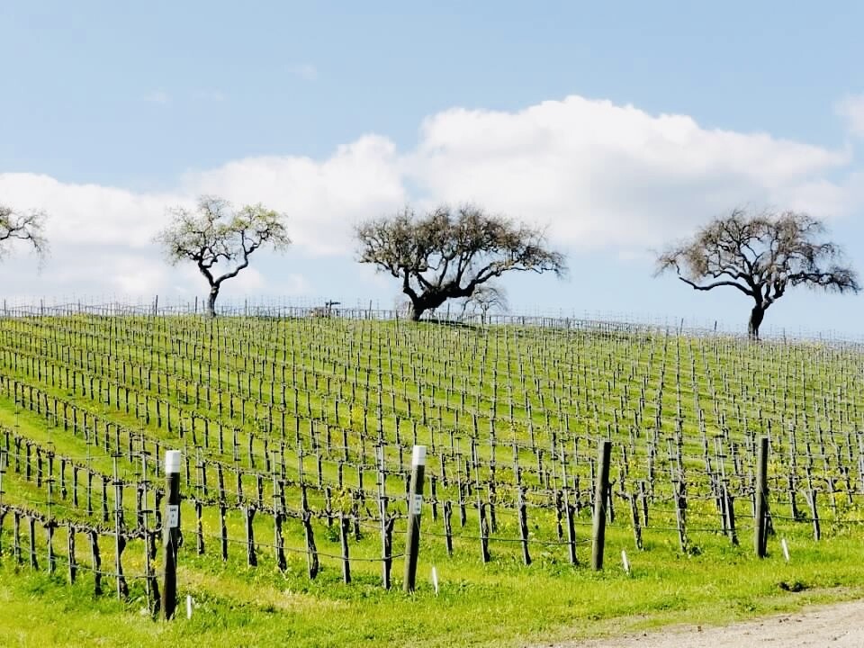 Seasons of Wine