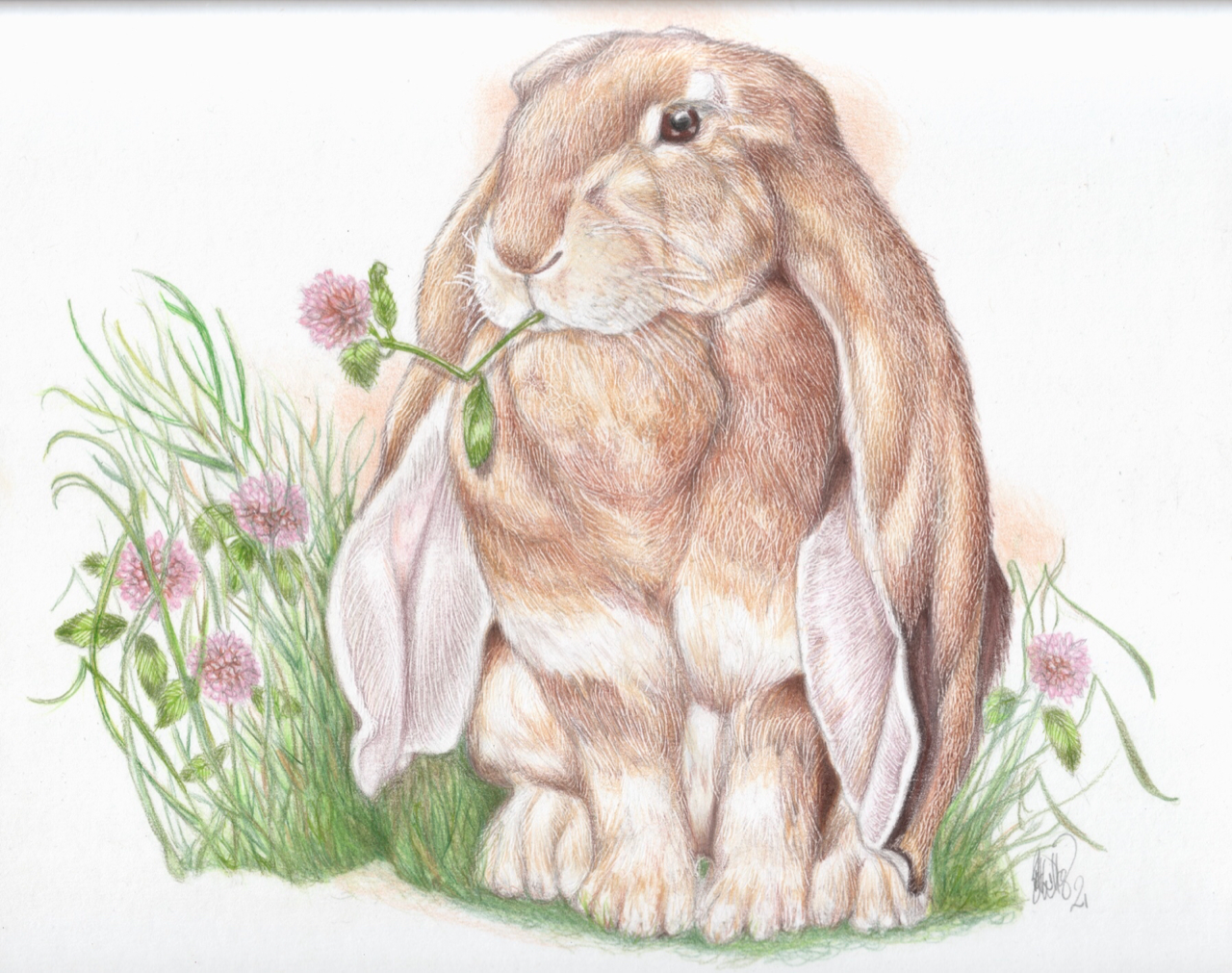 "English Lop" - Greeting Cards  (5x4 inches) hand-signed art cards $5 each