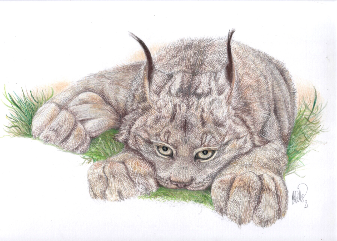 &quot;Canada lynx&quot; - Greeting Cards (5x4 inches) hand-signed art cards $5 each