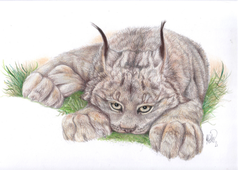 "Canada lynx" - Greeting Cards (5x4 inches) hand-signed art cards $5 each