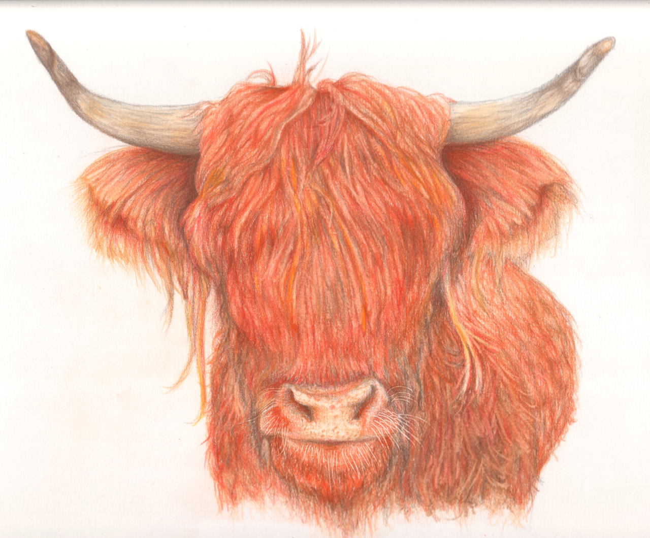 &quot;Highland Cow&quot; - Greeting Cards (5x4 inches) hand-signed art cards $5 each