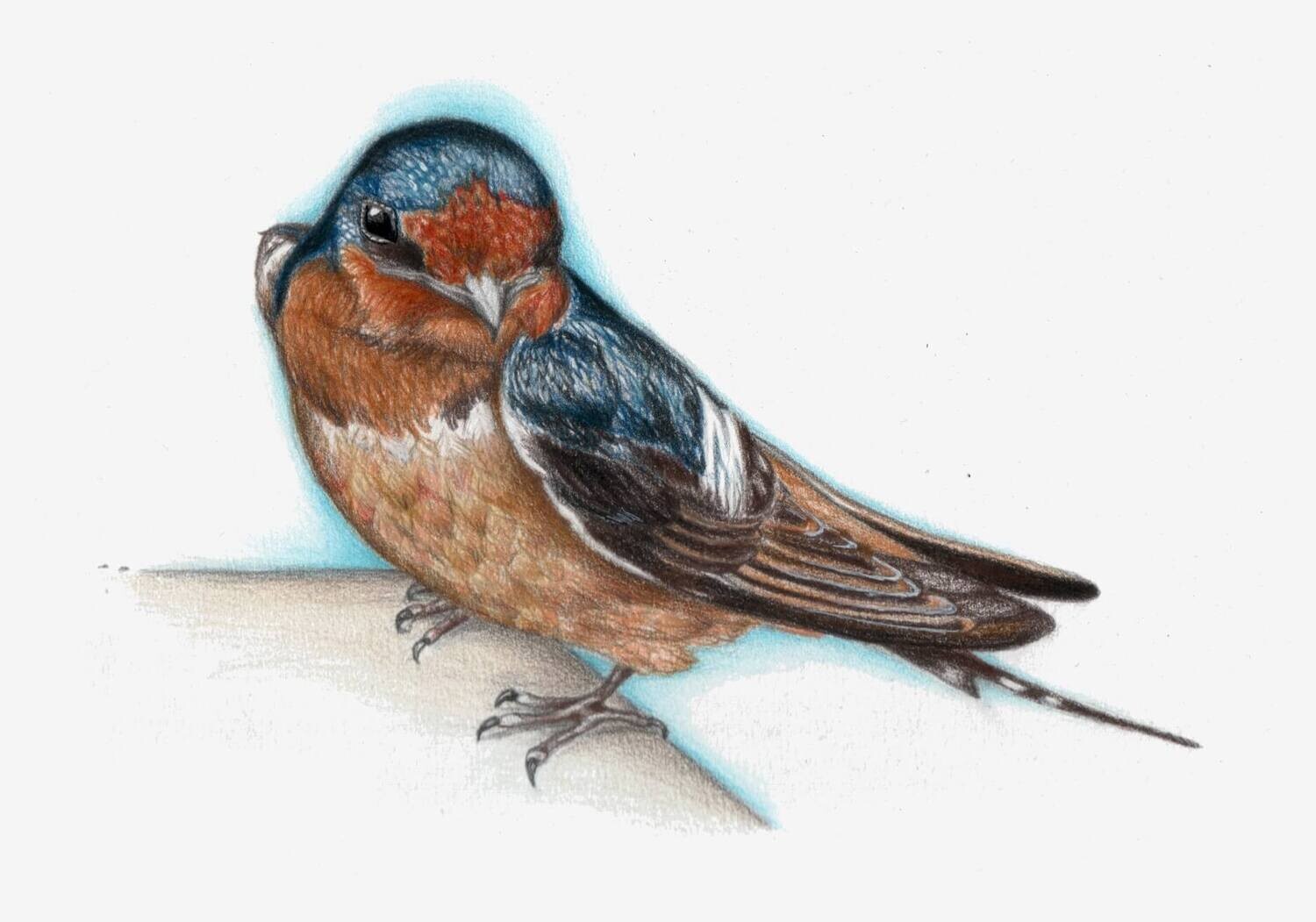 "Barn Swallow" - Greeting Cards (5x4 inches) hand-signed art cards $5 each