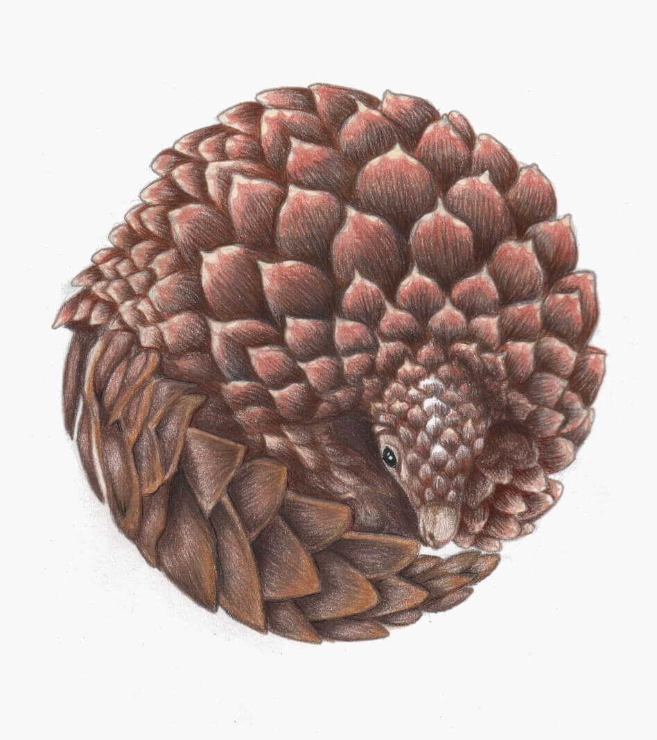 "Pangolin" - Greeting Cards (5x4 inches) hand-signed art cards $5 each
