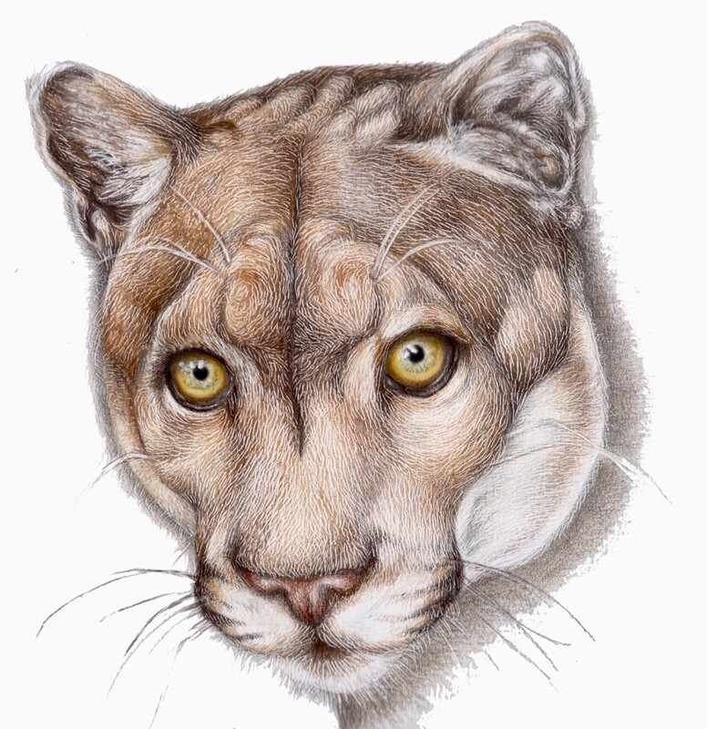 (SOLD)Eastern cougar (puma concolor couguar).