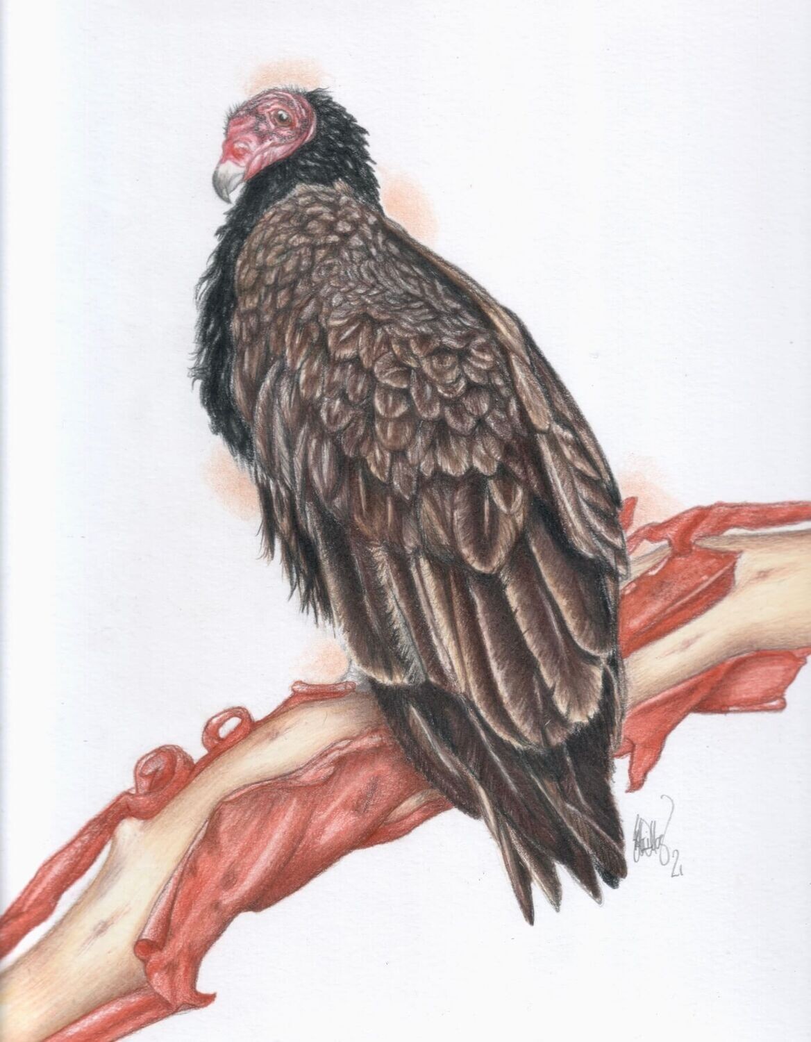Turkey vulture on arbutus bough (Cathartes aura).
