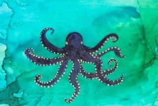 (SOLD)Octopus