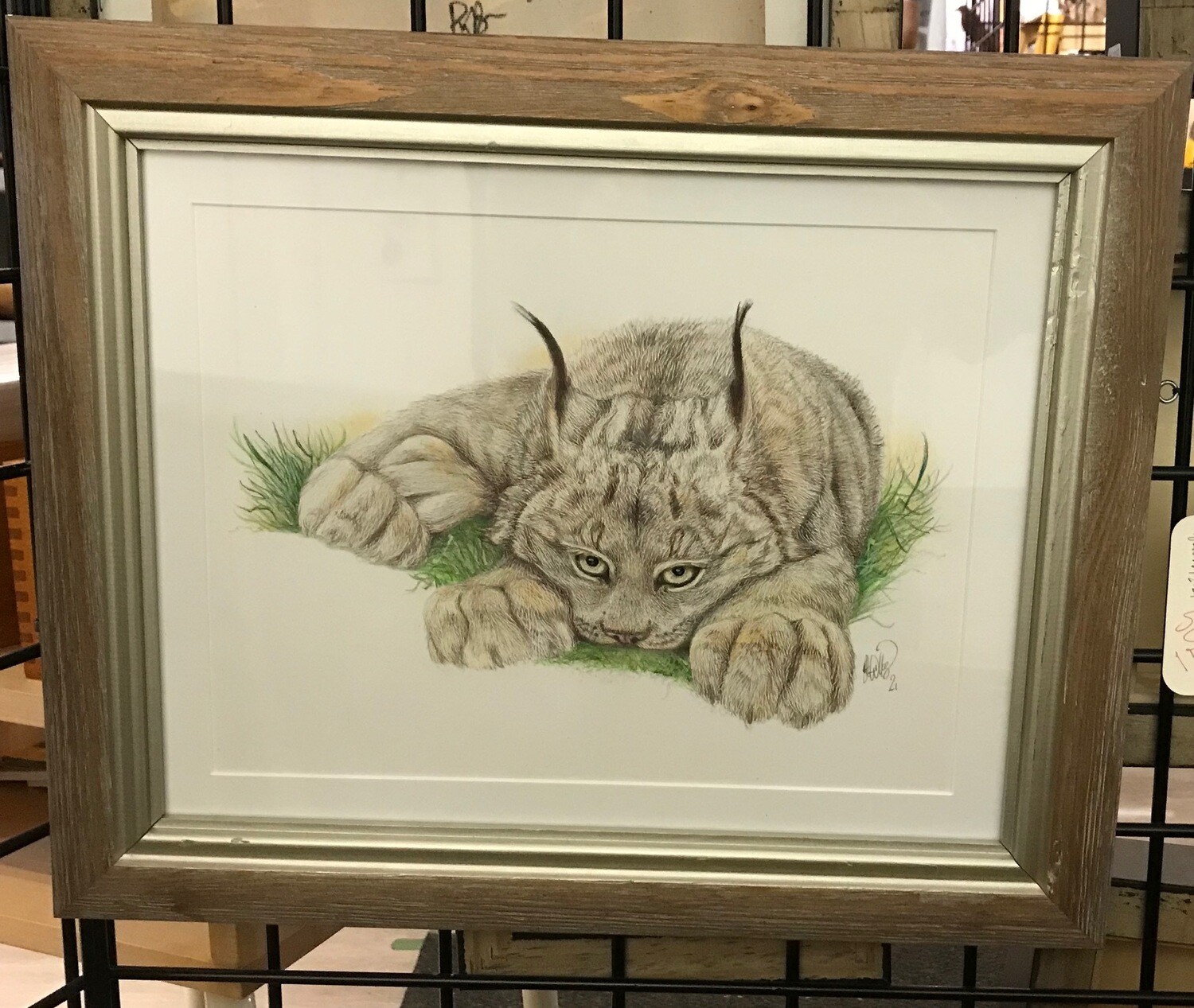 Silver ghost. Canada lynx (Lynx canadensis).
