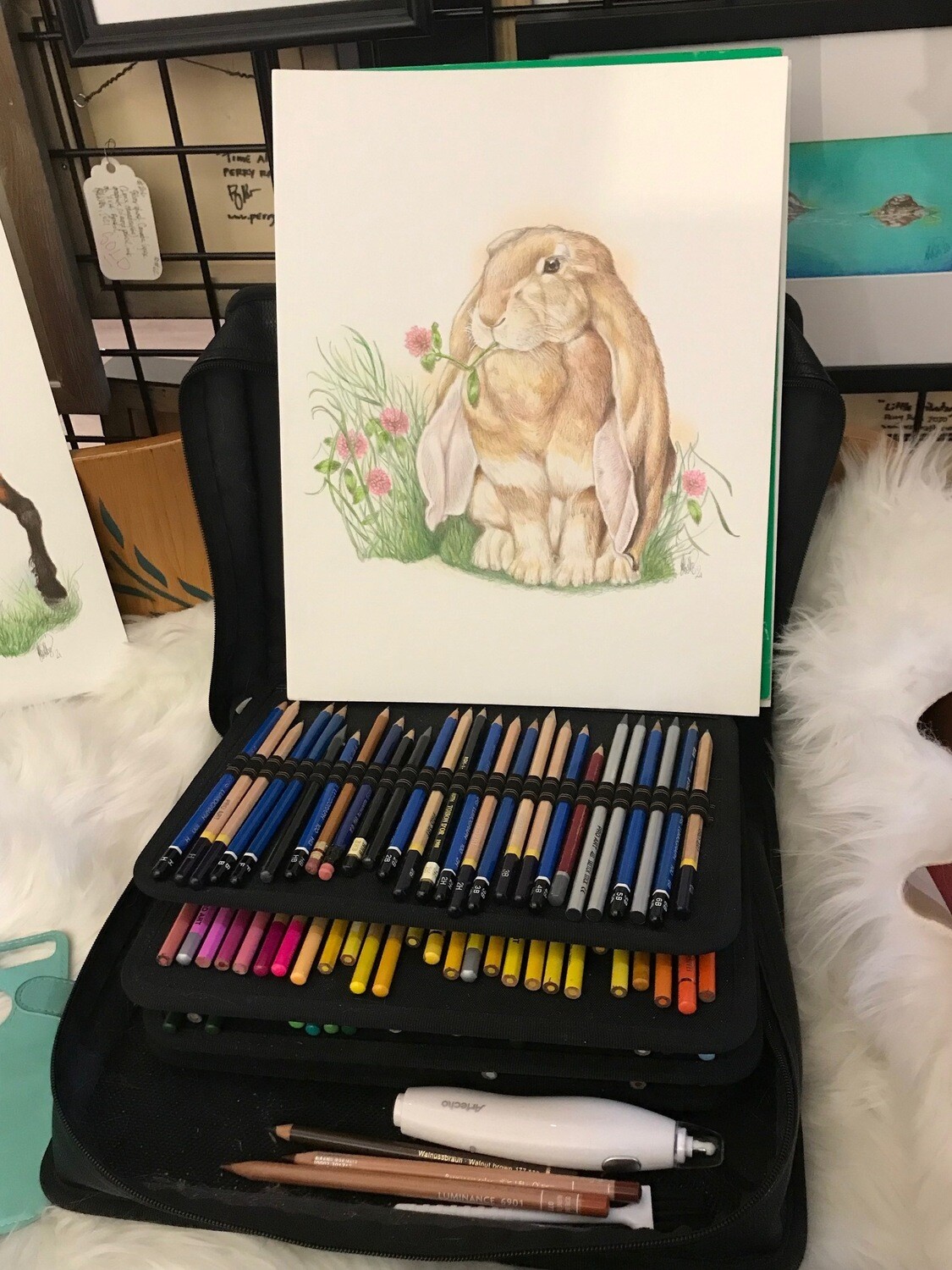 English Lop (Oryctolagus cuniculus domesticus).