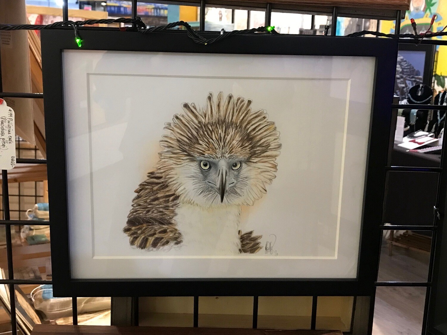 Philippine eagle (Pithecophaga jefferyi).