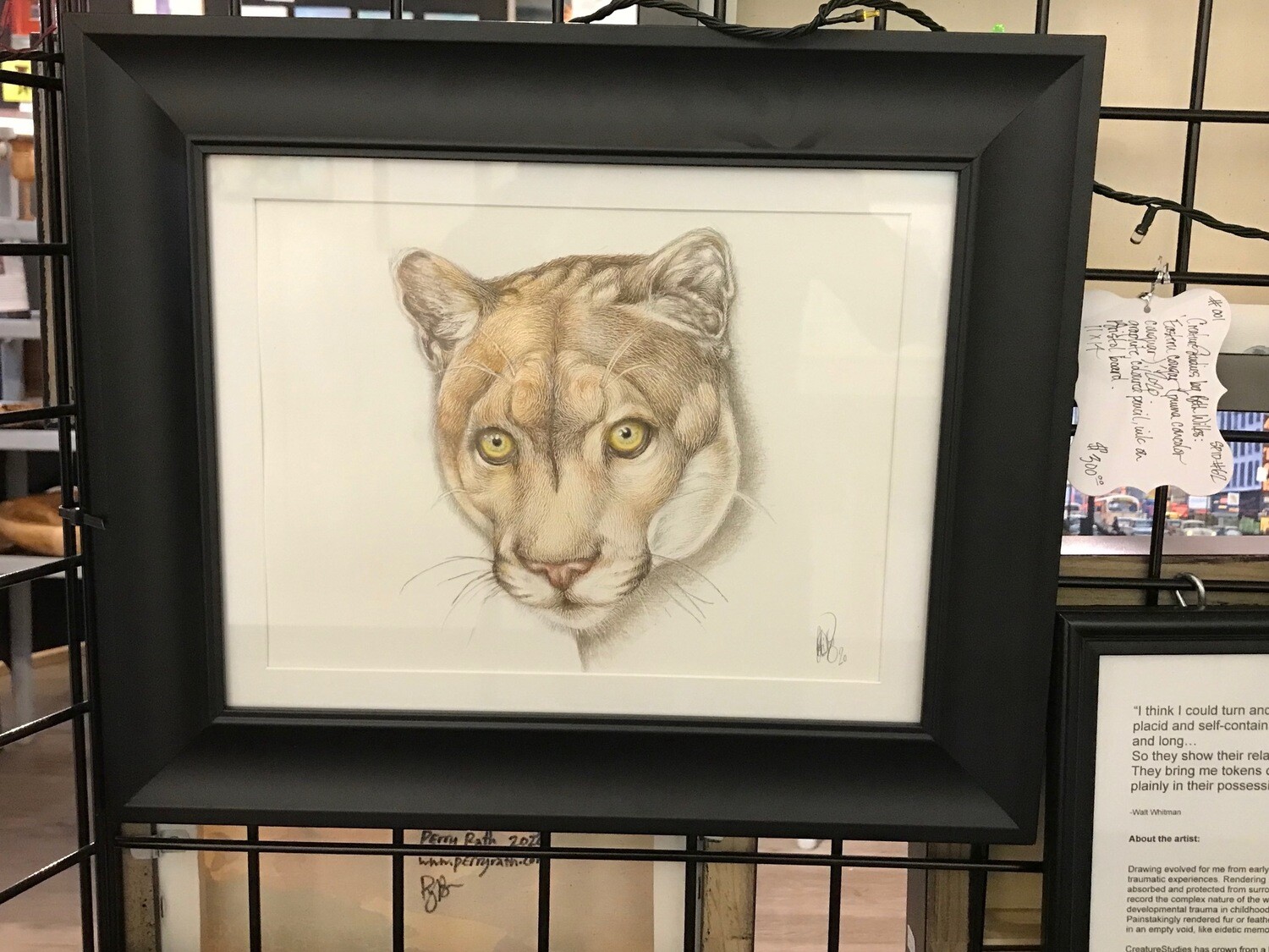(SOLD)Eastern cougar (puma concolor couguar).