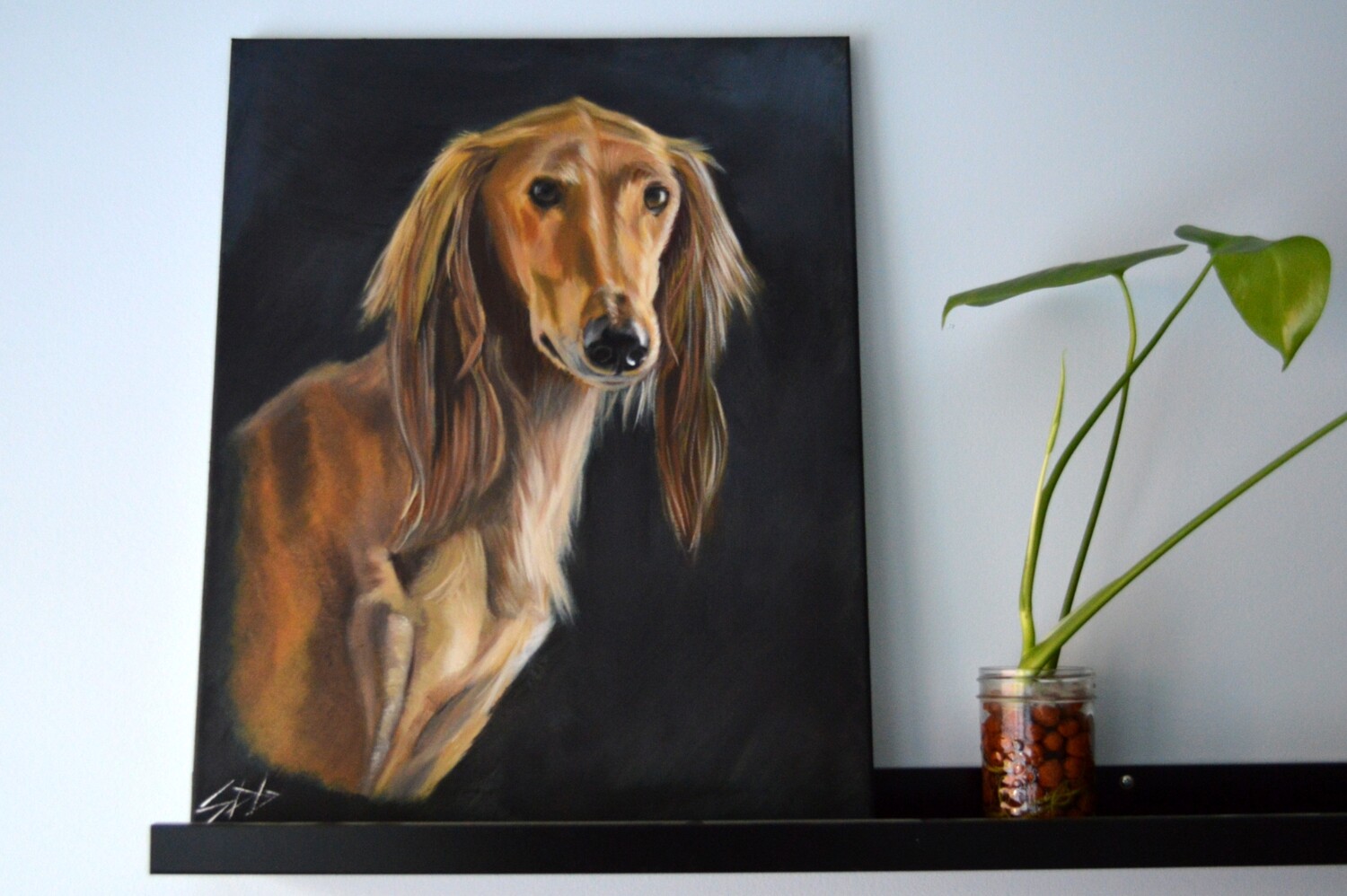 Saluki