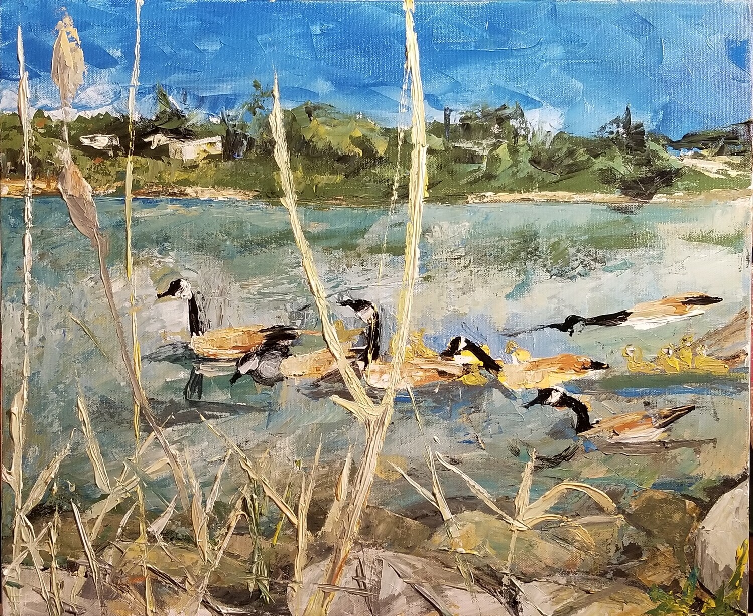 Swimming Geese