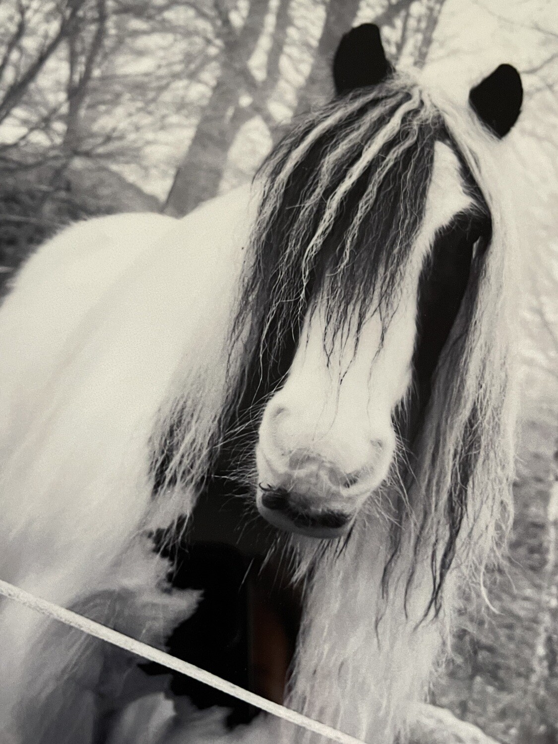 Misty Horses