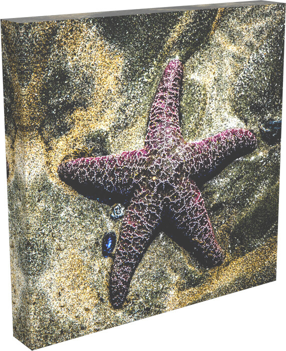 MOODY STARFISH PURPLE