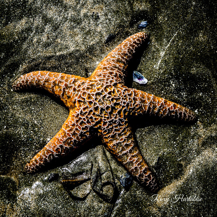 MOODY STARFISH ORANGE