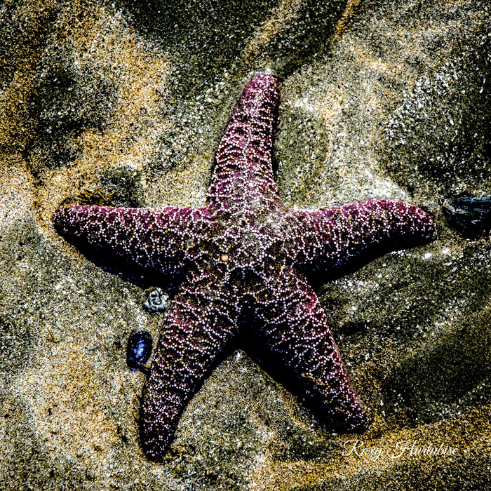 MOODY STARFISH PURPLE