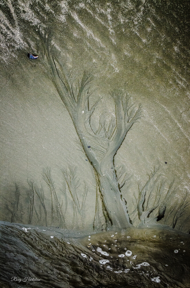 UNDER A SEASHELL MOON
