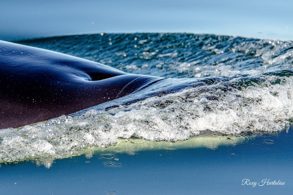 ORCA TO THE SURFACE