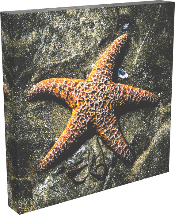 MOODY STARFISH ORANGE