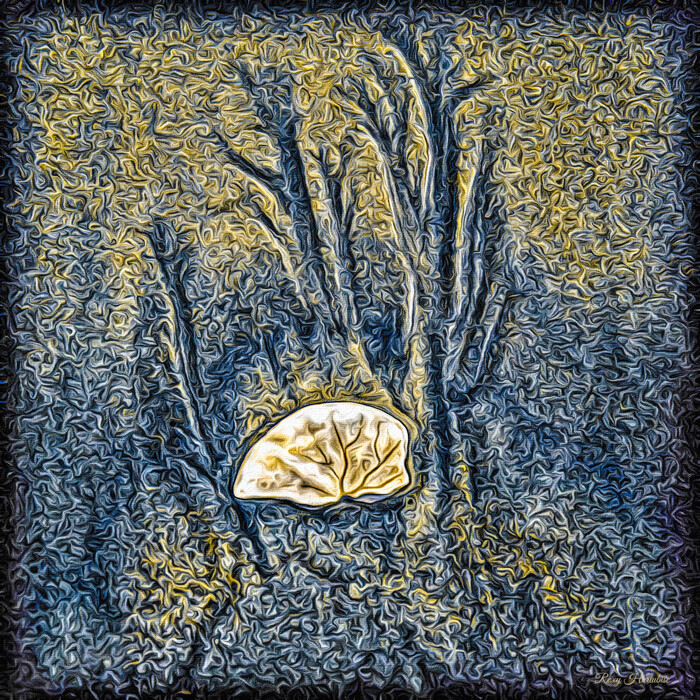 DESIGNER Sand Dollar
