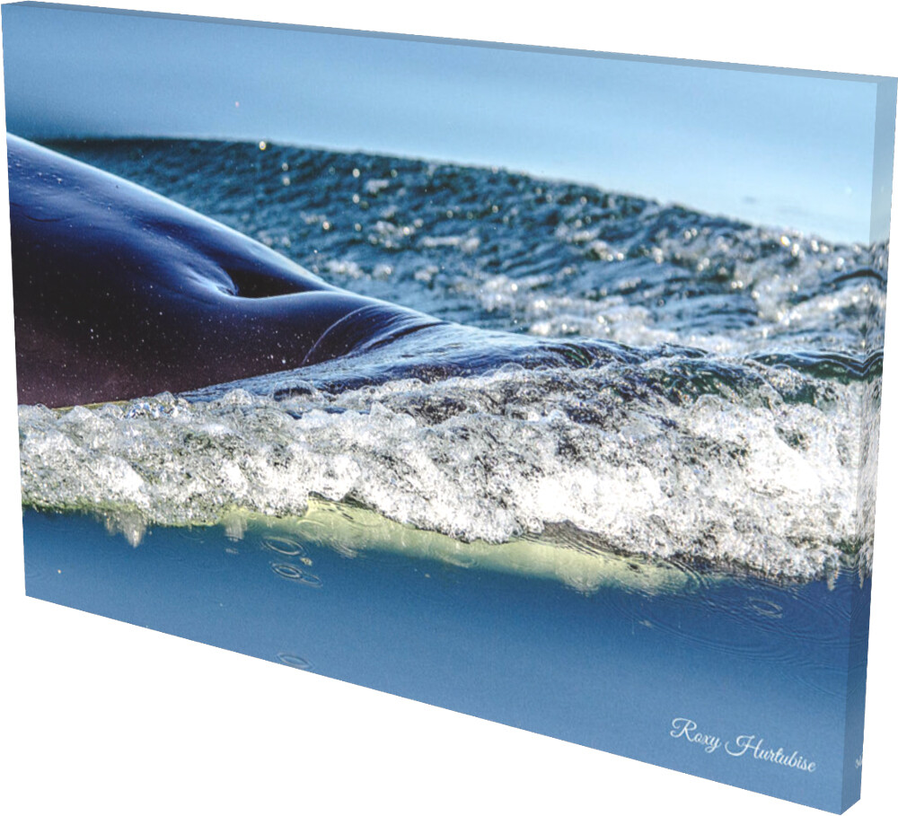 ORCA TO THE SURFACE