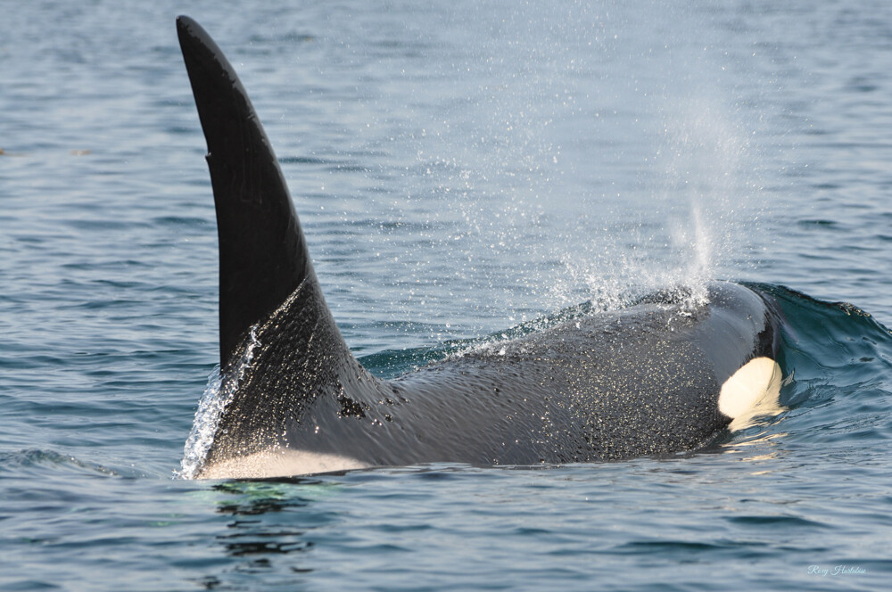ORCA