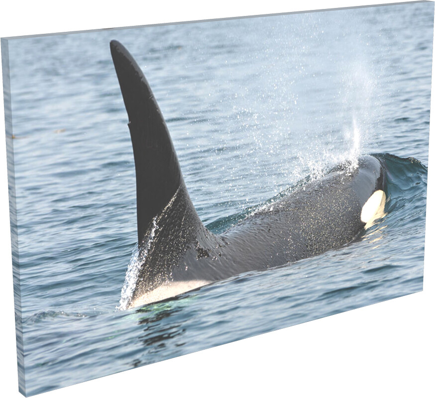 ORCA