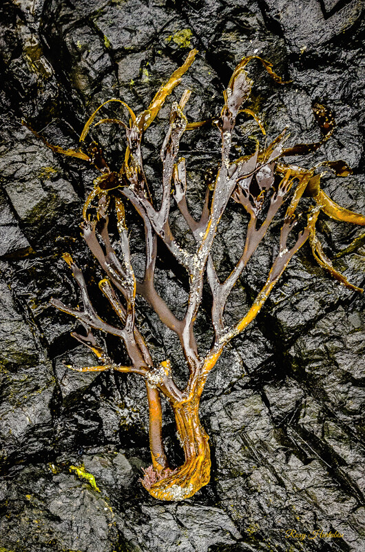 SEA TO TREE