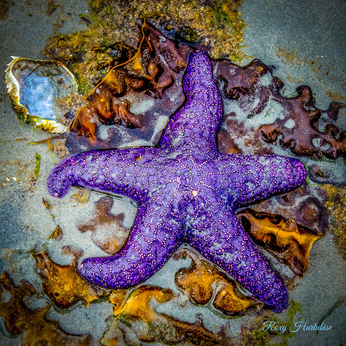 ON A BED OF SEAWEED